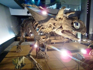 Albertaceratops nesmoi_1