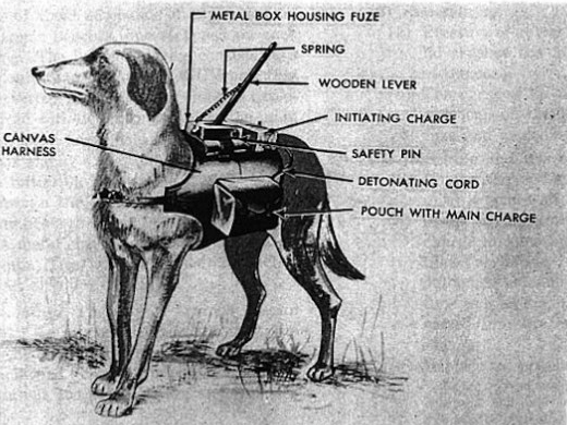 anti tank dog
