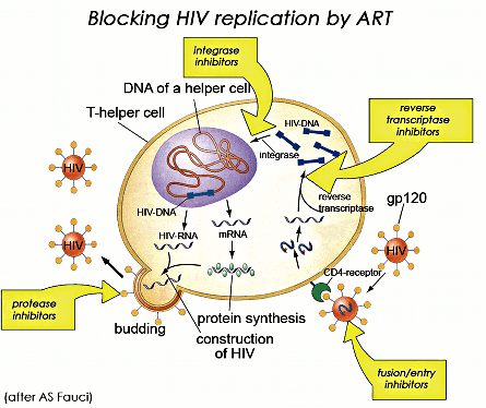 HIV_PIC_HAART_PIC.gif