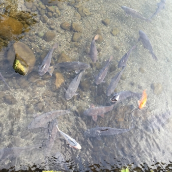 池の鯉