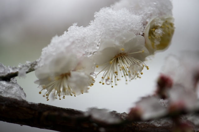 雪と白加賀－１