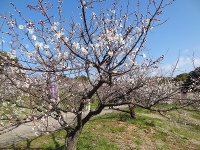 知多市　佐布里池１
