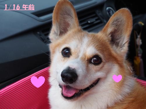 これ、病犬の笑顔かなぁ？