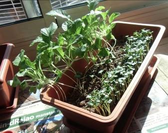 カイワレダイコンの播種時期を変えたプランタ栽培