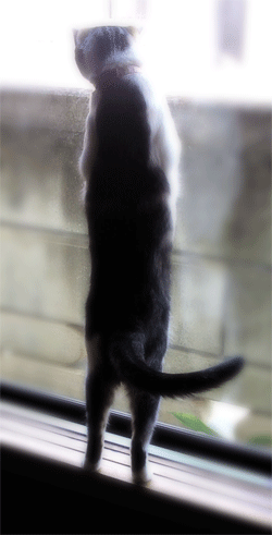 猫が窓の外を立ってみている