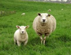 sheep-and-lamb-on-the-grass_2285920_convert_20150101175546.jpg