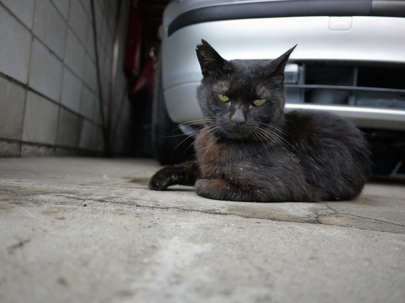 ガレージの前の黒猫2