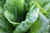 green-vegetables-1149790__180.jpg