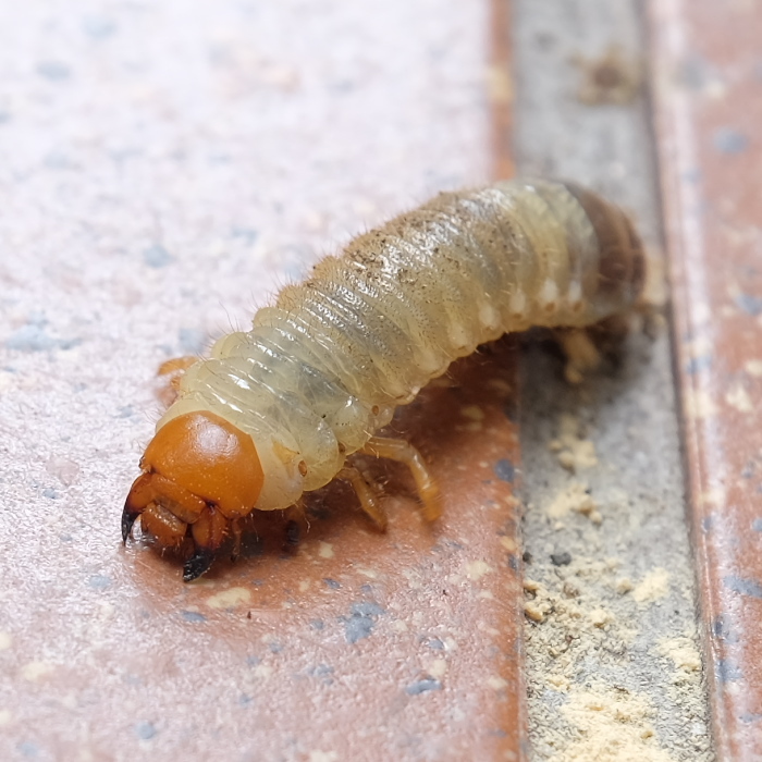 カナブンの幼虫 変なとこ だけ にこだわってみた