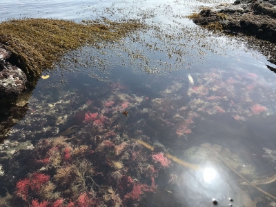 流れ着いた海藻