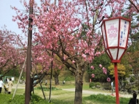 5/1 弘前公園の桜