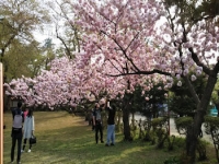 5/1 弘前公園の桜
