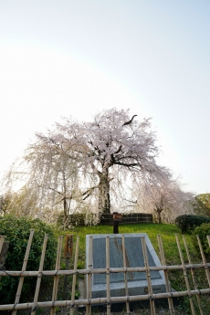 2018_kyoto_sakura_43.jpg