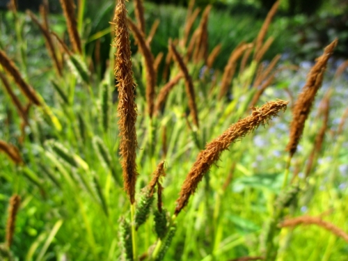 Carex elata Aurea 2
