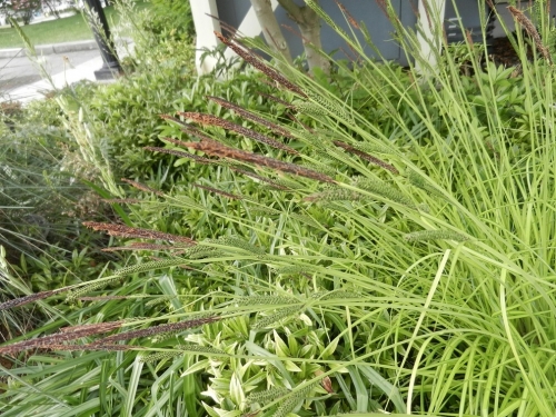 Carex elata Aurea 1