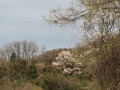 山桜咲く