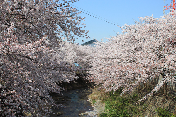 06桜