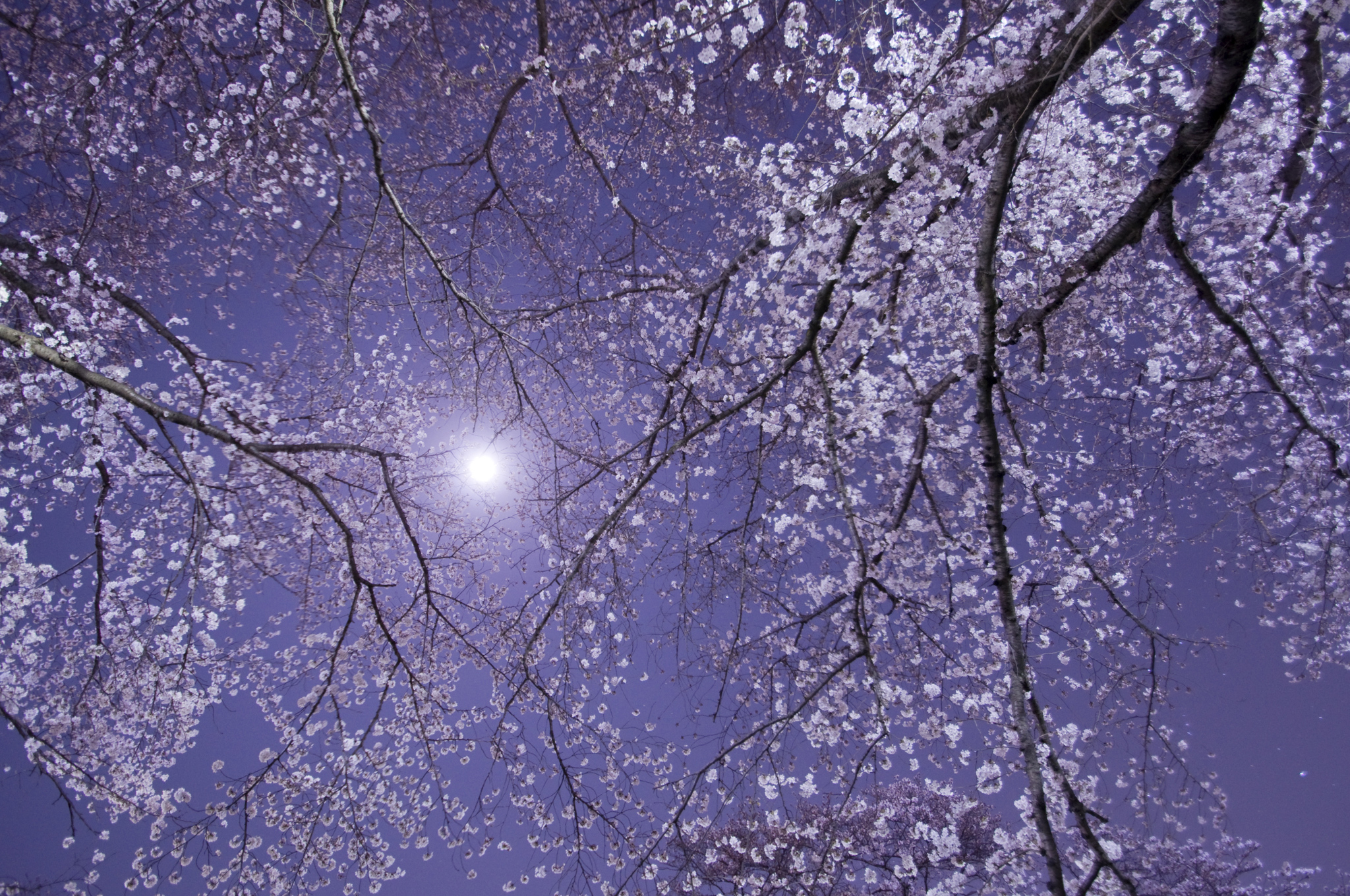 玉川の夜桜と月 カメラマンの覚え書き