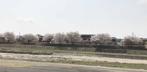 堤防桜