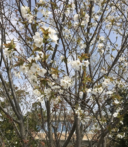 白の桜