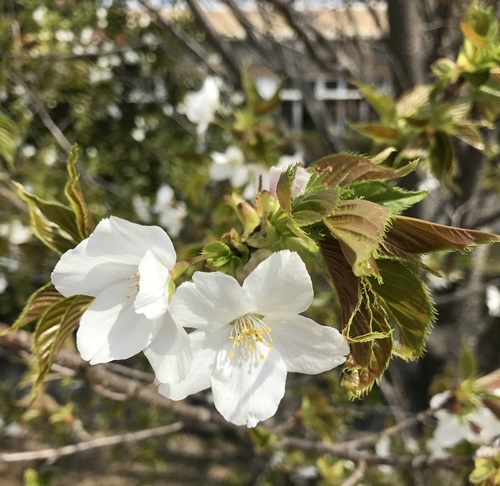 白の桜２