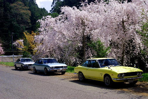 1神山桜