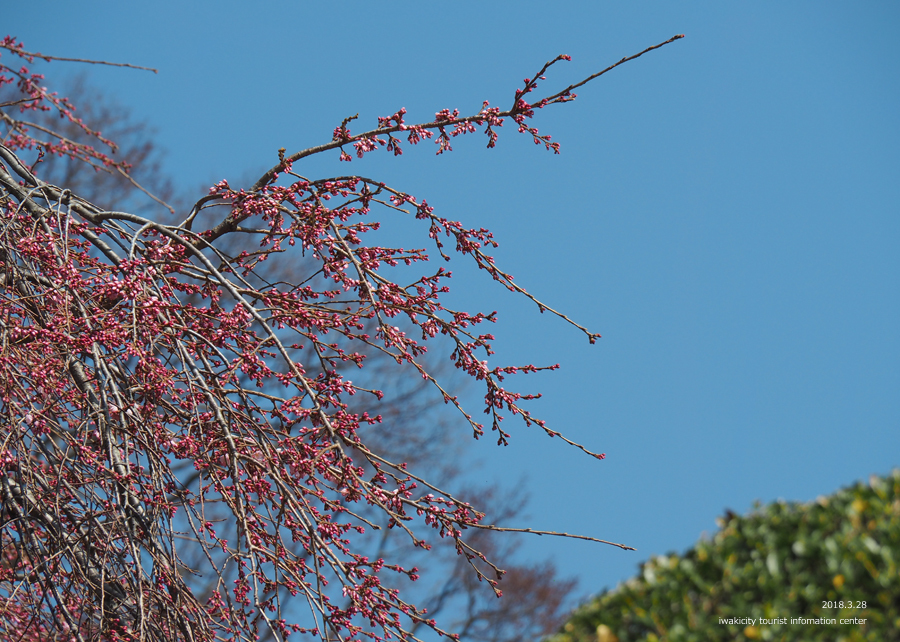 《いわき市桜情報》三島八幡神社のシダレザクラ　咲き始めています！　［平成30年3月28日（水）更新］13