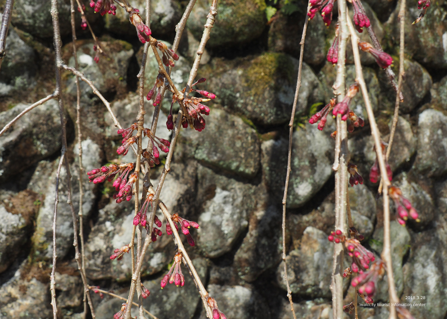 《いわき市桜情報》小川諏訪神社のシダレザクラ　開花しました！　［平成30年3月28日（水）更新］16