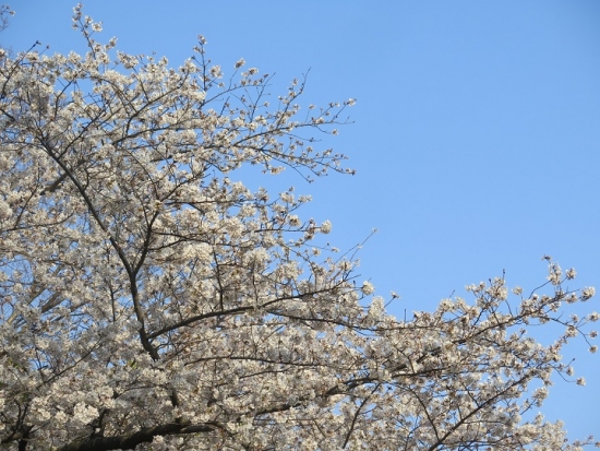 浜松城公園　桜