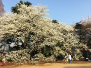 新宿御苑の大島桜