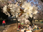 新宿御苑の大島桜