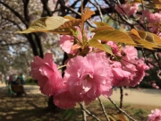 新宿御苑の八重桜、関山、七分咲き border=