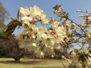 新宿御苑の緑色の八重桜、鬱金、満開 border=