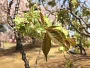 新宿御苑の緑色の八重桜、御衣黄、満開 border=
