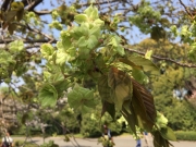 皇居東御苑の緑色の八重桜、御衣黄、かなり満開 border=