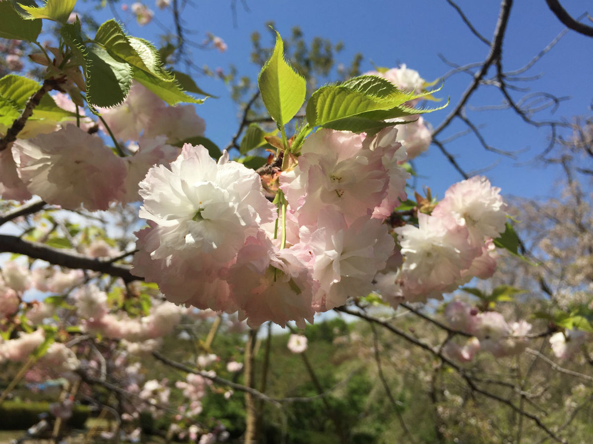 神代植物公園の八重桜、松月、満開 border=