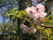神代植物公園の八重桜、福禄寿、満開 border=