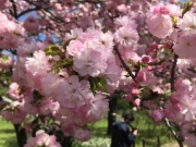 神代植物公園の八重桜、江戸、満開 border=