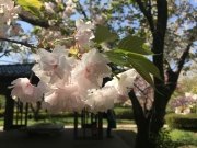 神代植物公園の八重桜、一葉、満開 border=