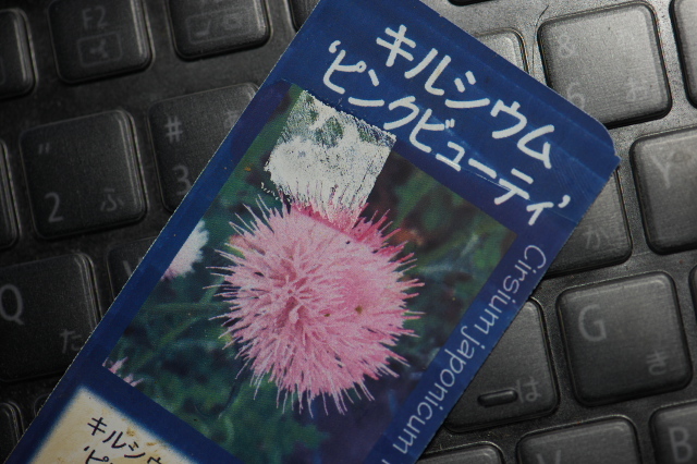 キルシウム　ピンクビュ－ティ（Cirsium japonicum 'Pink Beauty '）-01