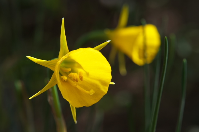 Narcissus bulbocodium-01