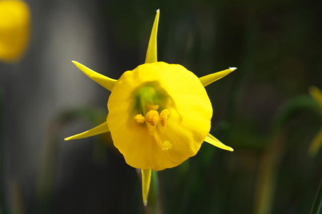 Narcissus bulbocodium-02