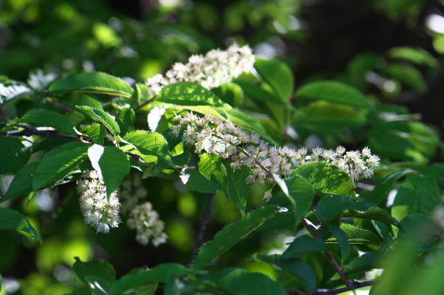 ウワミズザクラ（上溝桜、Padus grayana）の花穂