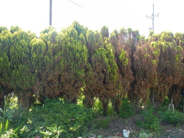 コノテガシワの透かし 常緑針葉樹 初夏 庭の手入れ