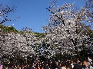 桜＠上野 (8)