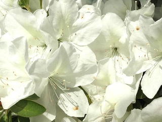 IMG_180422_1696 出先の花壇に咲いていた白ツツジ_VGA