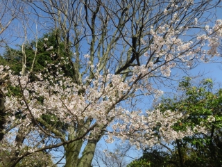 打越公園の桜