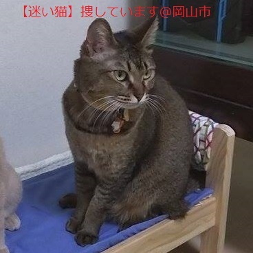 【迷い猫】岡山市＊キジトラ猫捜しています