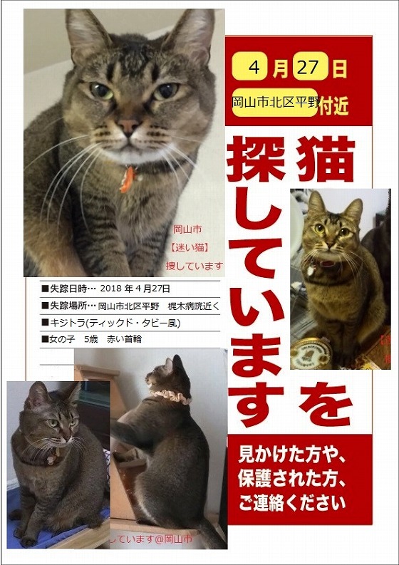 【迷い猫】岡山市＊キジトラ猫捜しています