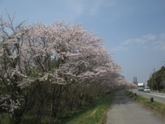 桜並木